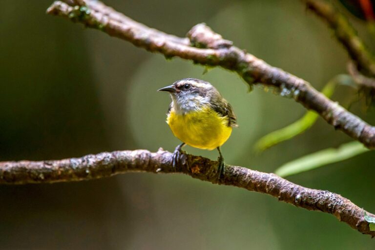 Bananaquit (reinita) songbird in the Pinones mangrove forest, Puerto Rico