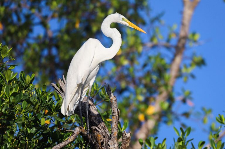 Great egret mangroves Puerto Rico – Oceania Boat Tours & Charters