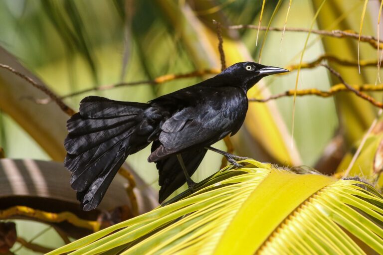 Greater Antillean grackle (chango) in Puerto Rico