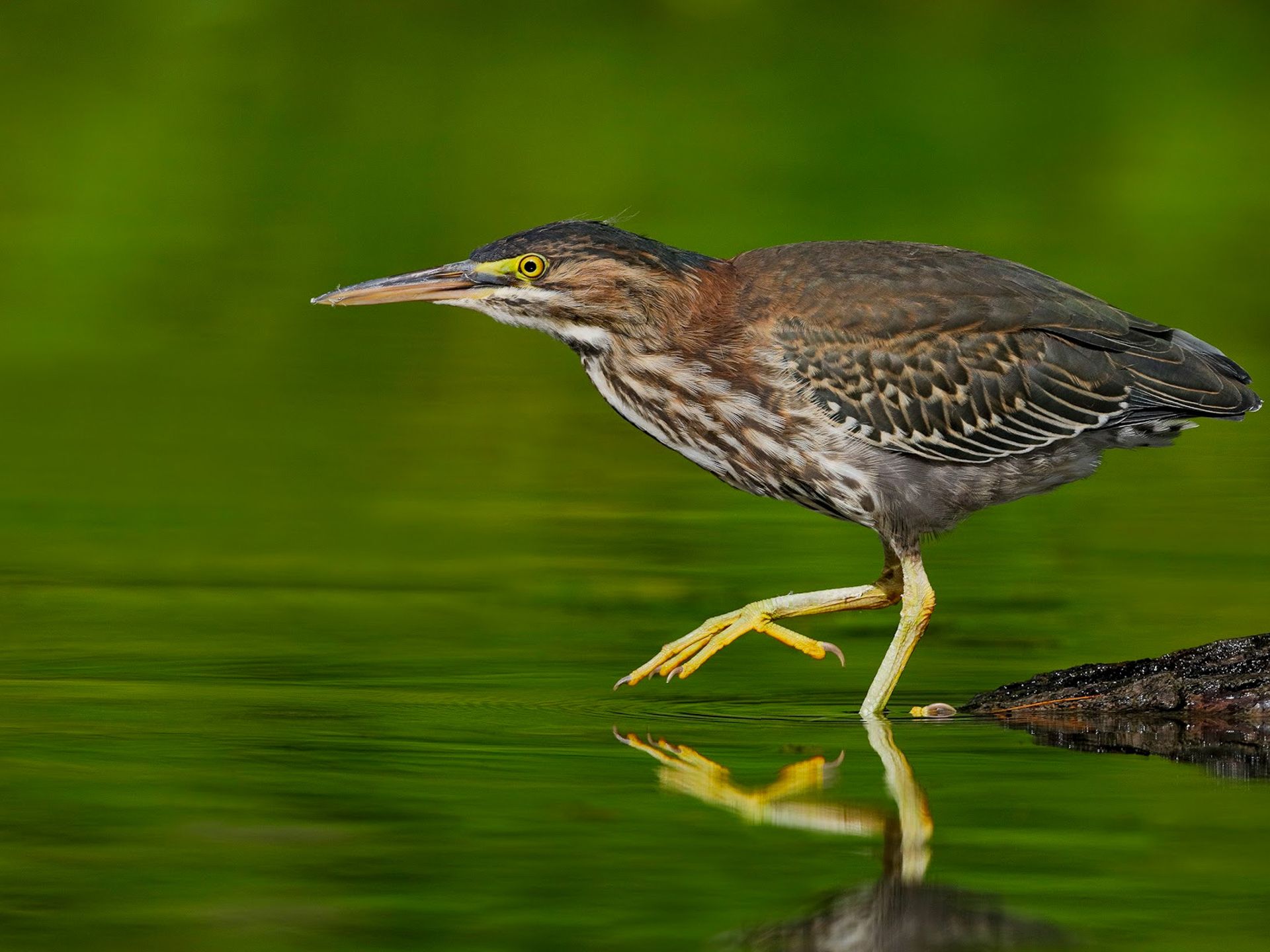 Green heron hunting on a mangrove wildlife boat tour in San Juan