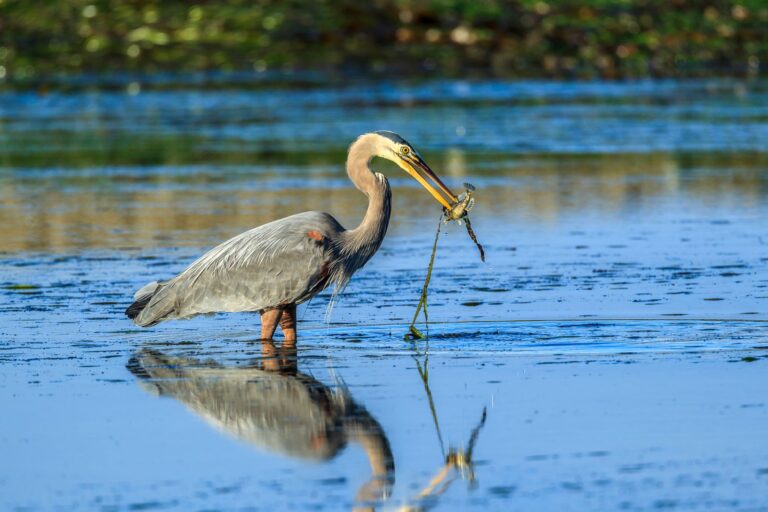 Heron Torrecilla lagoon wildlife – Oceania Boat Tours & Charters