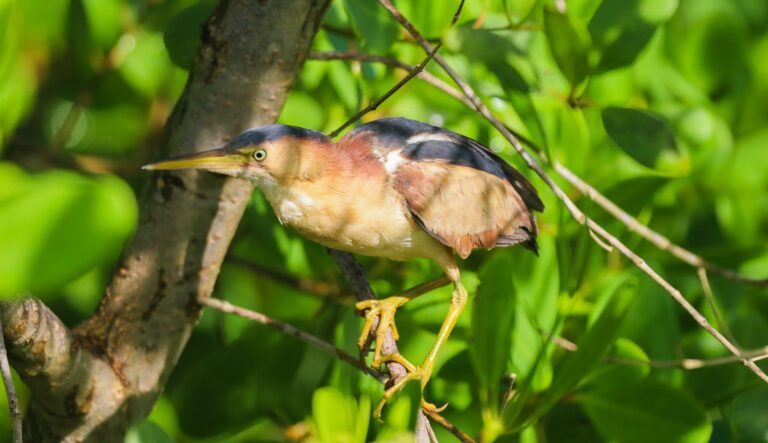 Least bittern in the mangroves, bird watching boat tour Puerto Rico