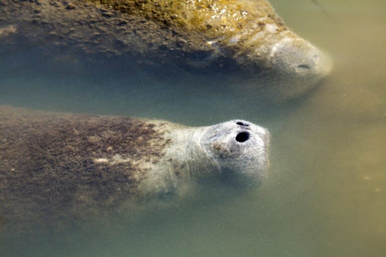 Manatee sighting mangrove boat tour – Oceania Boat Tours & Charters