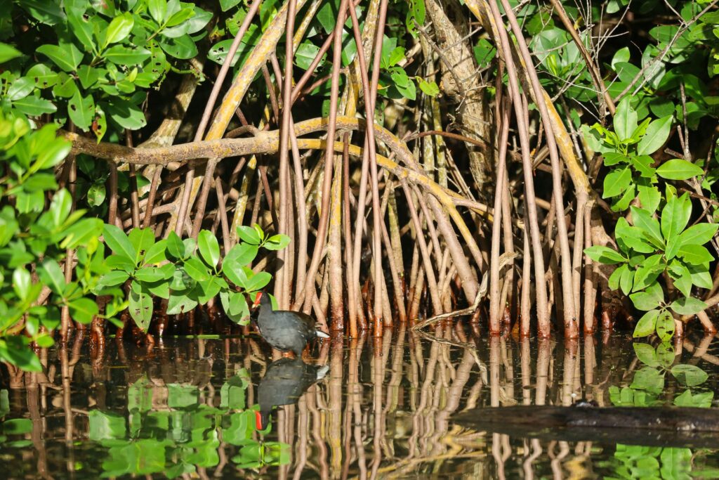 Red mangrove roots field study – Oceania Boat Tours & Charters