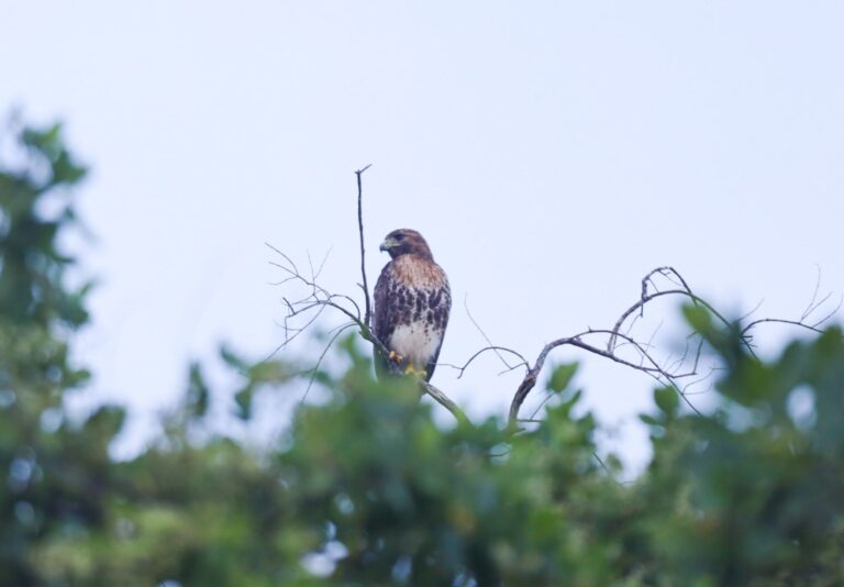 Red-tailed hawk perched above the Pinones mangrove forest
