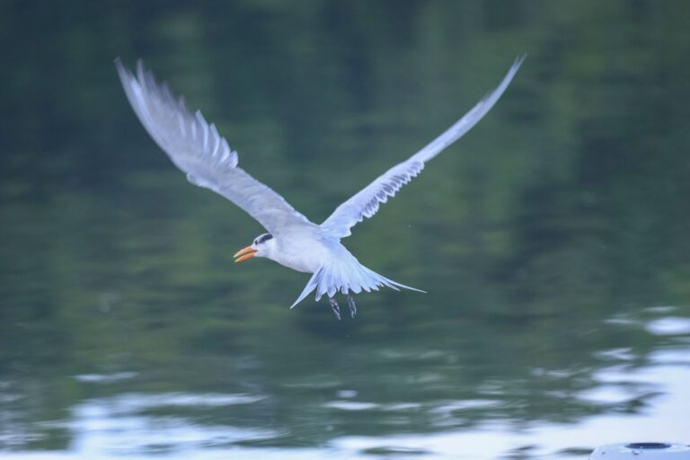 Royal tern flying over the water near Torrecilla Lagoon, Carolina, Puerto Rico