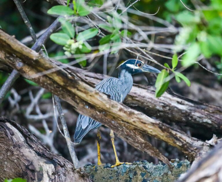 Yellow-crowned night heron in the mangroves on a wildlife boat tour in Puerto Rico