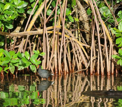 Red mangrove roots field study – Oceania Boat Tours & Charters